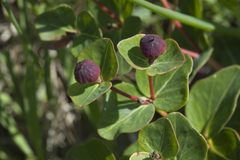 Euphorbia hylonoma