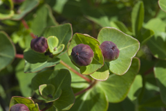 Euphorbia hylonoma