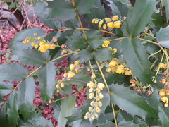 Berberis japonica