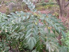 Berberis japonica