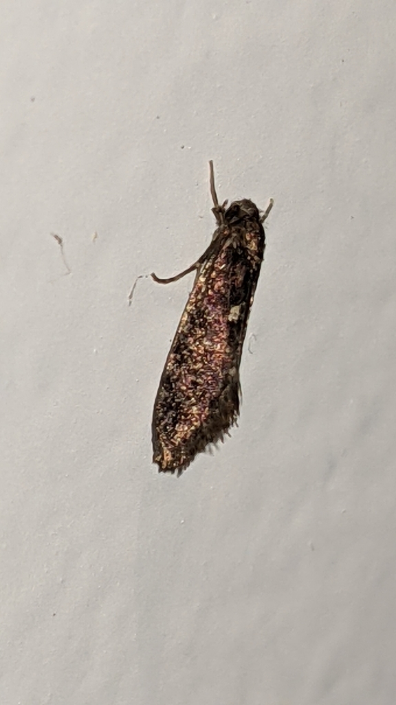 Rhathamictis perspersa