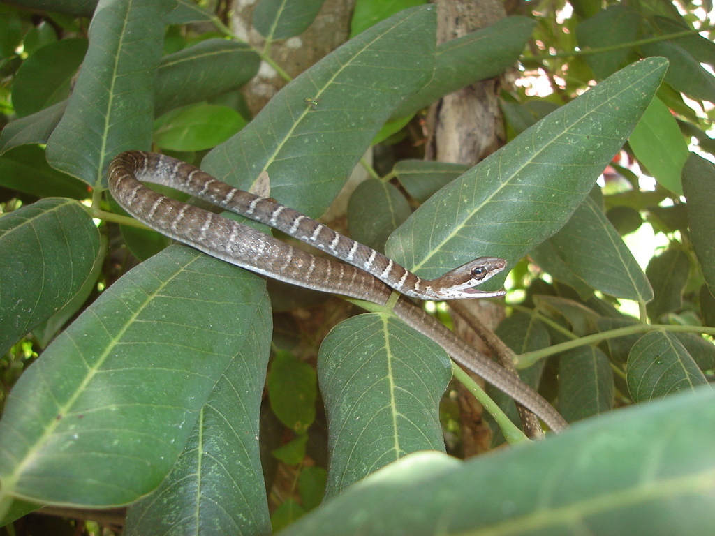 Salmon-bellied racer