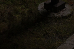 Cynodon dactylon dactylon