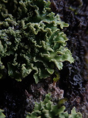 Pannaria leproloma