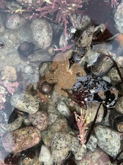 Hapalogaster cavicauda