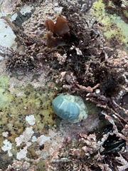 Tripoplax regularis