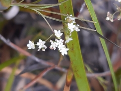 Platysace heterophylla