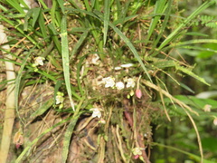 Koellensteinia