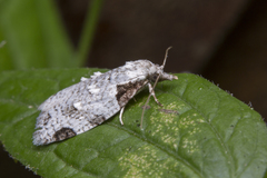 Schoenotenes pseudurga