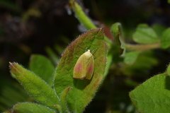 Earias roseifera