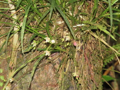 Koellensteinia