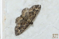 Disclisioprocta stellata