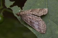 Lophoptera