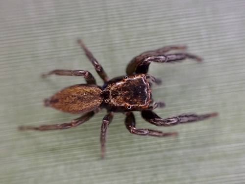 Golden-brown Jumping Spider photo 4