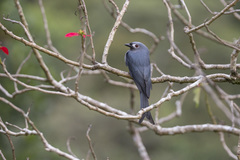 Dicrurus leucophaeus stigmatops