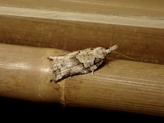 Harmologa amplexana