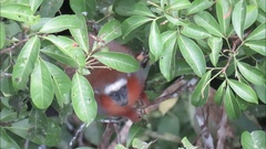 Plecturocebus discolor