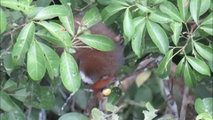 Plecturocebus discolor