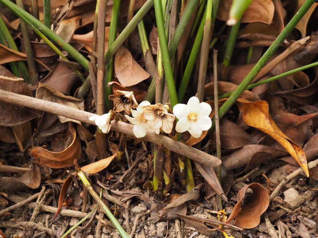 Aspidistra dolichanthera (Aspidistra dolichanthera)
