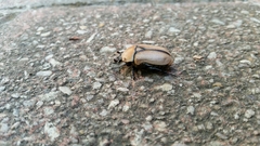 Diaphonia xanthopyga