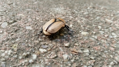 Diaphonia xanthopyga