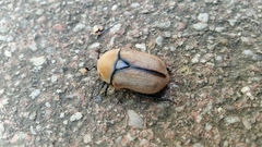 Diaphonia xanthopyga
