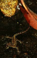 Cnemaspis samanalensis