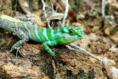 Calotes liocephalus