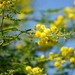 Vachellia bidwillii - Photo (c) Aaron Bean,  זכויות יוצרים חלקיות (CC BY-NC), הועלה על ידי Aaron Bean