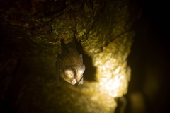 Hipposideros pomona