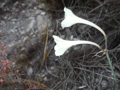 Cyrtanthus leucanthus