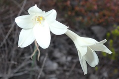 Cyrtanthus leucanthus