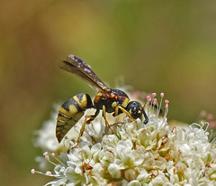 Euodynerus hidalgo viereckii