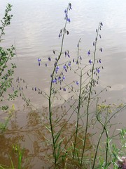 Adenophora stenanthina