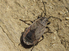 Pyrrhocoris