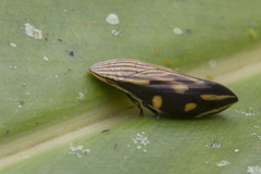 Clovia