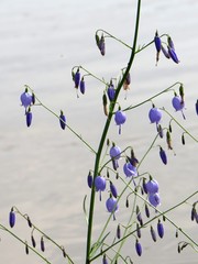 Adenophora stenanthina