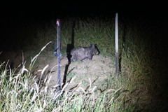 Northern Hairy-Nosed Wombat photo 5
