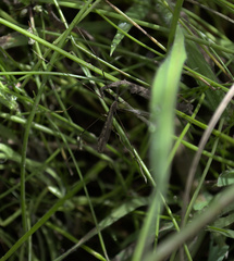 Paralimnophila