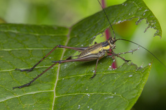 Nisitrus