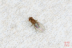 Drosophila busckii