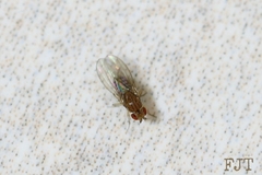 Drosophila busckii