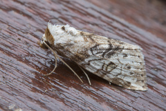 Bryophilina mollicula
