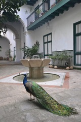 Pavo cristatus