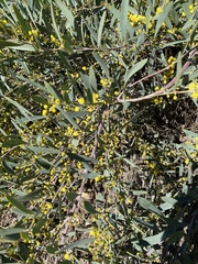 Acacia redolens