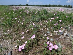 Convolvulus chinensis