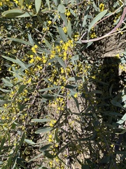 Acacia redolens