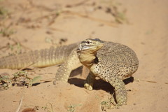 Yellow-Spotted Monitor photo 2