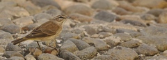 Setophaga palmarum