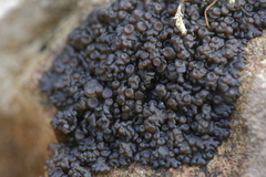 Enchylium polycarpon